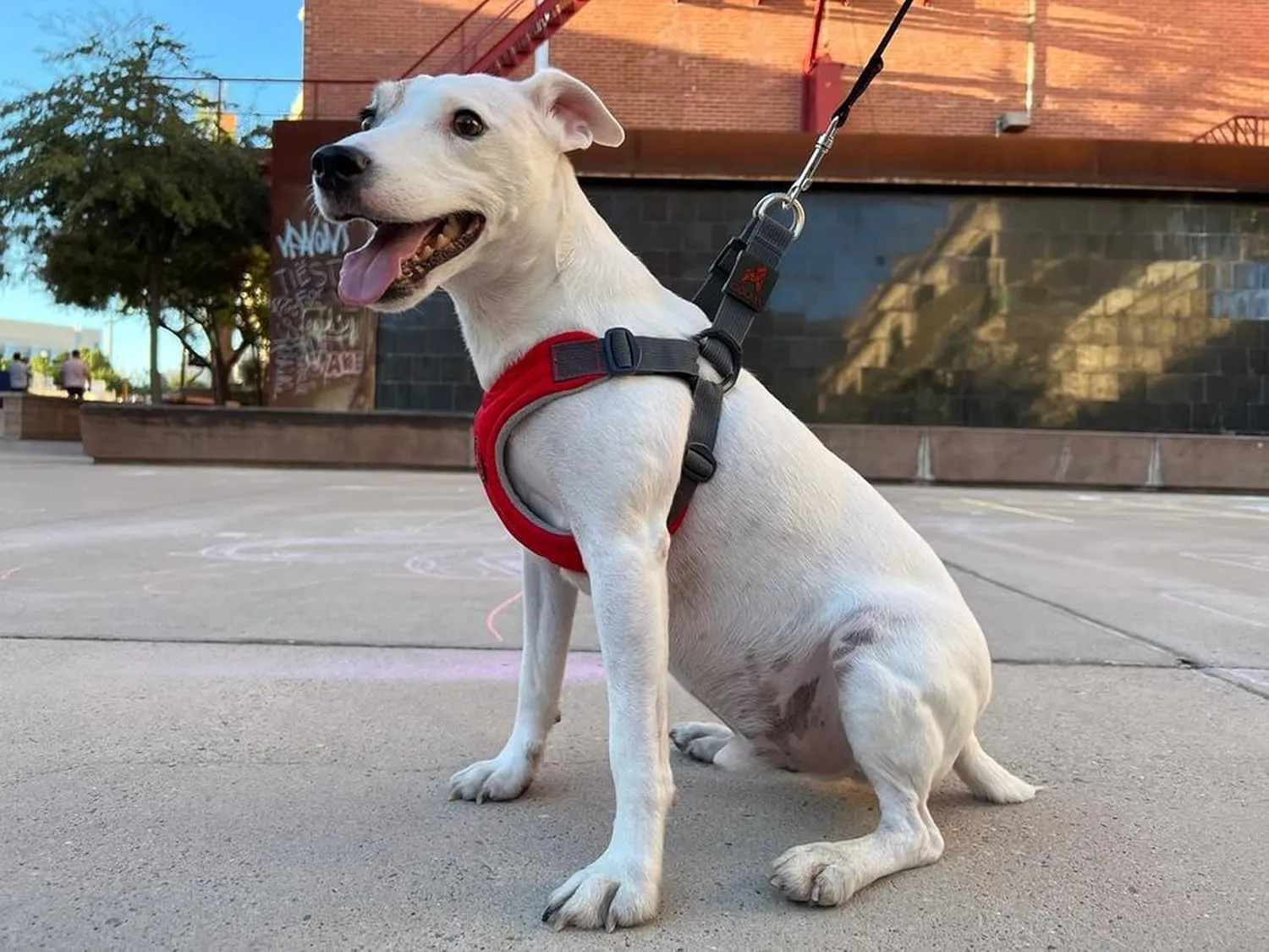 Gooby Escape Free Memory Foam Harness - Red, Large - No Pull Step-in Small Dog Harness with Four Point Adjustment - Perfect on The Go Dog Harness for Medium Dogs No Pull and Small Dogs