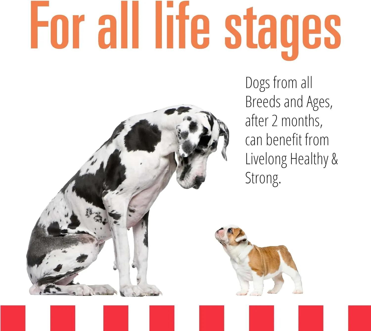 Livelong Healthy & Strong: 12 Pack: Salmon & Sweet Potato Recipe - 12.5oz Cans, Wet Dog Food, High Protein, All Natural, No Preservatives, USA Made