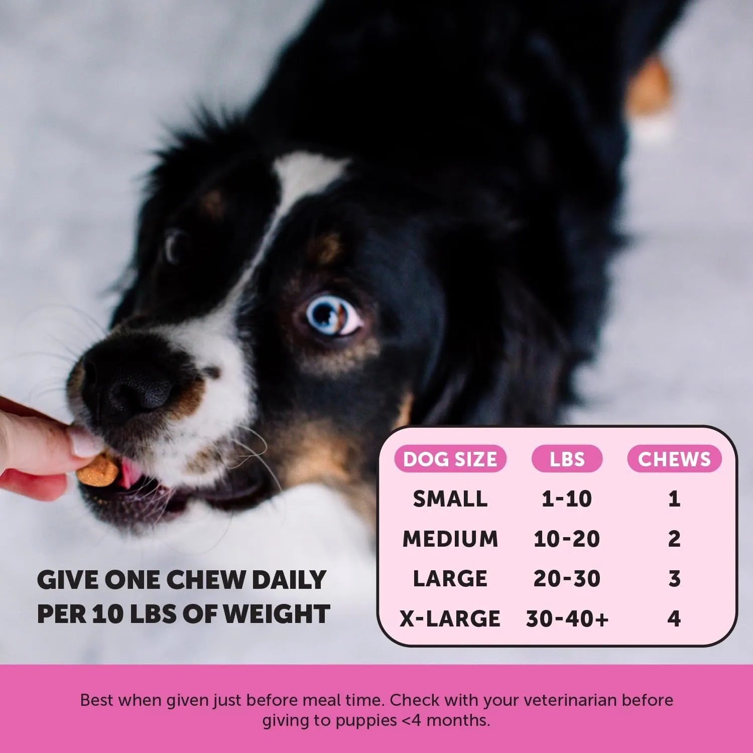 Pet Honesty Multivitamin Puppy Treats - Essential Dog Supplements & Vitamins for Learning and Cognitive Development- Probiotics, Omega Fish Oil for Health, Heart & Immunity - Dog Health Supplies