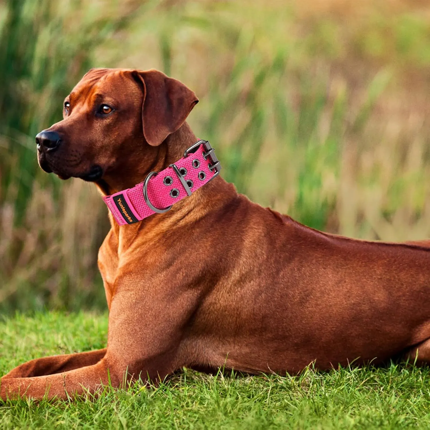 Tactical Collar for Medium Large Dogs, Heavy Duty Metal Buckle, Soft Neoprene Padded, Nylon Wide(Large, Pink)