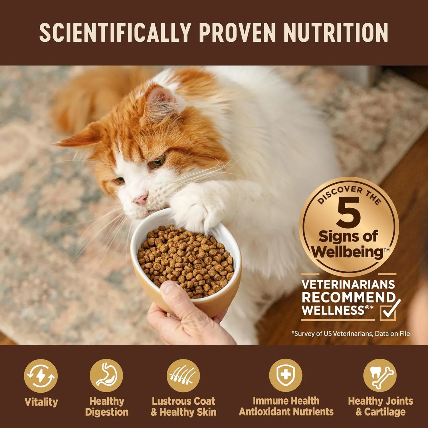 Wellness CORE Natural Grain-Free High Protein Adult Dry Cat Food Recipe, Turkey, Turkey Meal and Duck Formula, 5 Pound Bag